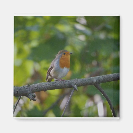 Robin in de bedrading. magneet (Voorkant)