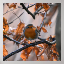 Robin in de heupen