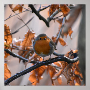Robin in de heupen poster