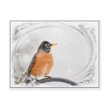 Robin in de winter