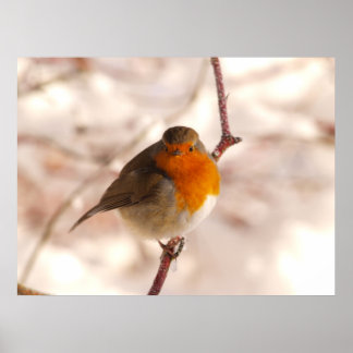Robin in de winter poster
