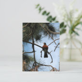 Robin in een dennenboom briefkaart (Staand voorkant)