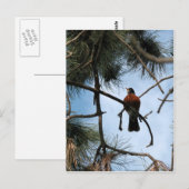Robin in een dennenboom briefkaart (Voorkant / Achterkant)