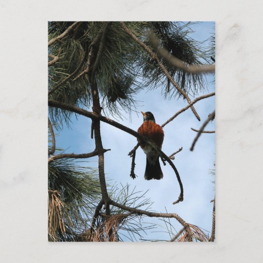Robin in een dennenboom briefkaart (Voorkant)