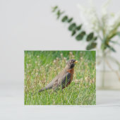 Robin in het gras en de zon briefkaart (Staand voorkant)