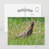 Robin in het gras en de zon briefkaart (Voorkant / Achterkant)