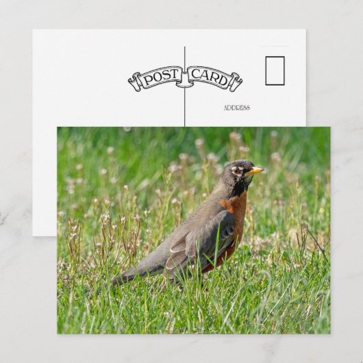 Robin in het gras en de zon briefkaart (Voorkant / Achterkant)