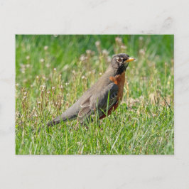 Robin in het gras en de zon briefkaart