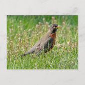 Robin in het gras en de zon briefkaart (Voorkant)