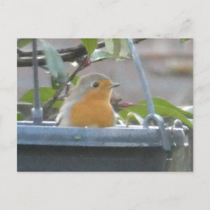 Robin in Plant Pot DIY Briefkaart