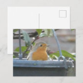 Robin in Plant Pot DIY Briefkaart (Voorkant / Achterkant)