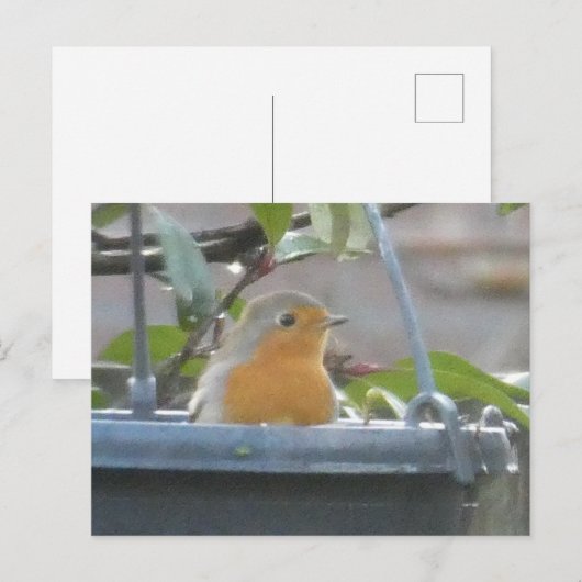 Robin in Plant Pot DIY Briefkaart (Voorkant / Achterkant)