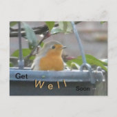 Robin in Plant Pot Get Well Binnenkort Briefkaart (Voorkant)
