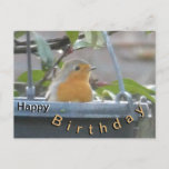 Robin in Plant Pot Happy Birthday Briefkaart<br><div class="desc">Deze Schattigee Robin was in de Plant Pot,  waar hij (in de winter) het Vogelvoer kan vinden. U kunt deze tekst behouden of uw eigen tekst toevoegen,  als u wilt.</div>