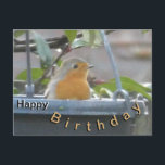 Robin in Plant Pot Happy Birthday Briefkaart<br><div class="desc">Deze Schattigee Robin was in de Plant Pot,  waar hij (in de winter) het Vogelvoer kan vinden. U kunt deze tekst behouden of uw eigen tekst toevoegen,  als u wilt.</div>