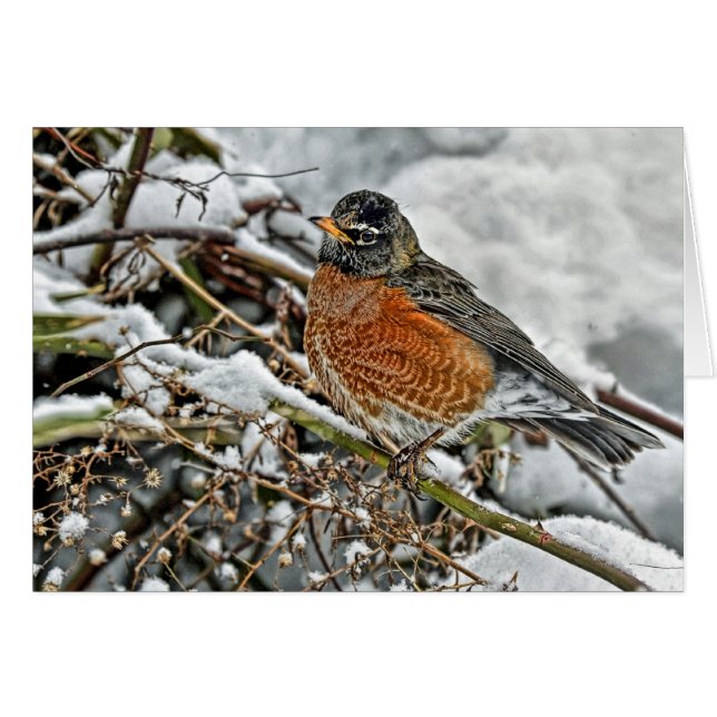 Robin in Snow (Voorkant Horizontaal)