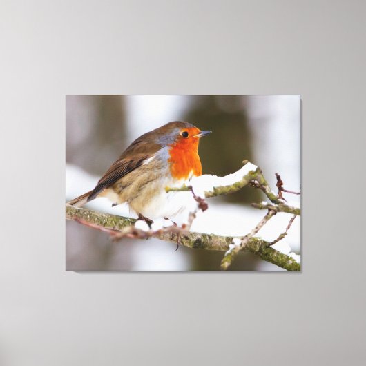 Robin in Snow Canvas Afdruk (Voorkant)