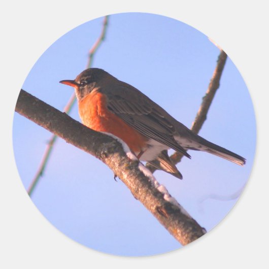 Robin in Snow Wildlife Natuur Ronde Sticker (Voorkant)
