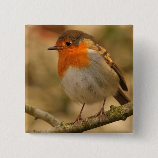 Robin in Sunshine Vierkante Button 5,1 Cm (Voorkant)