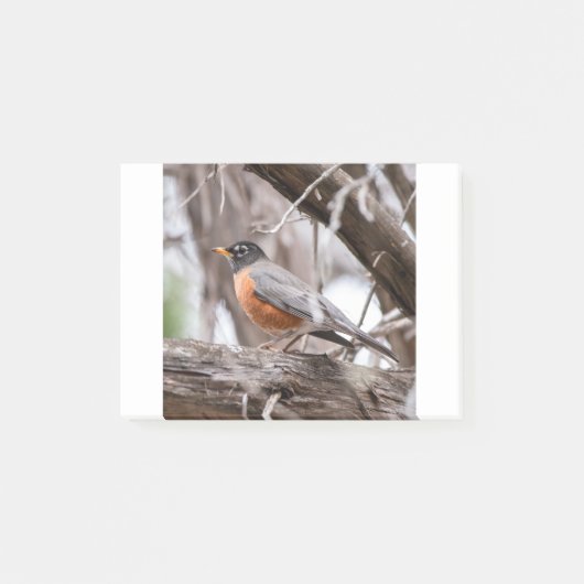 Robin in the trees post-it® notes (Voorkant)