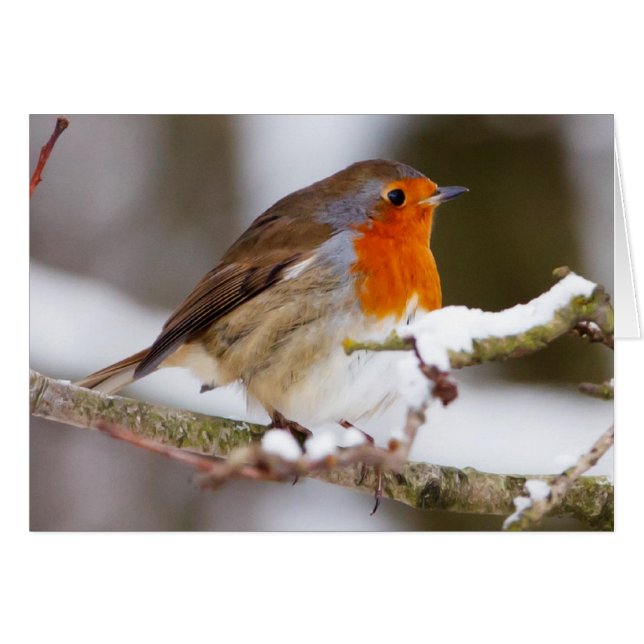 Robin in Winter (Voorkant Horizontaal)