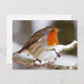 Robin in Winter Briefkaart (Voorkant / Achterkant)