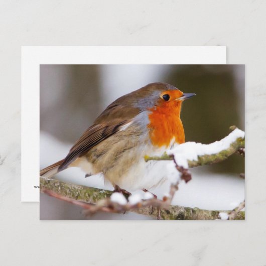 Robin in Winter Briefkaart (Voorkant / Achterkant)