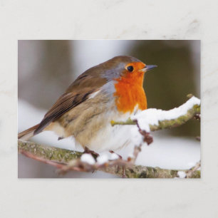 Robin in Winter Briefkaart