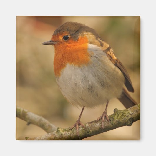 Robin in zonneschijn magneet (Voorkant)