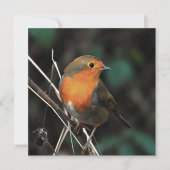 Robin is helder op een saaie dag met acrylkunst kaart (Voorkant)