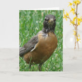 Robin Kaart (Gele Bloem)