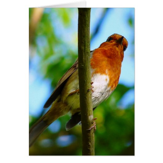 ROBIN KAART (Voorkant)