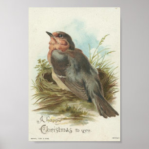 Robin, Kerstmis Poster