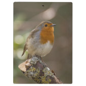 Robin Klembord (Achterkant)