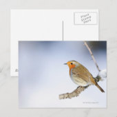 Robin kwam in de winter naar een tak toe briefkaart (Voorkant / Achterkant)