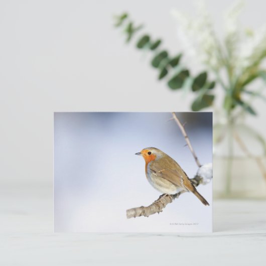 Robin kwam in de winter naar een tak toe briefkaart (Staand voorkant)