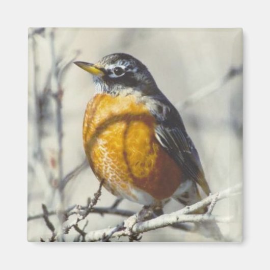 Robin Magneet (Voorkant)