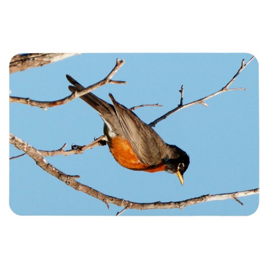 Robin Magneet (Horizontaal)