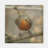 robin magneet (Voorkant)