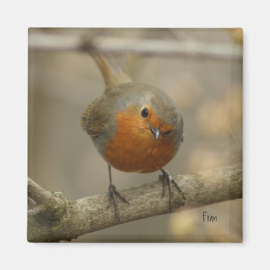 robin magneet (Voorkant)