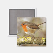 Robin Magneet (Voorkant / Achterkant)