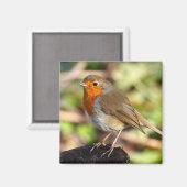 Robin Magnet (Voorkant / Achterkant)