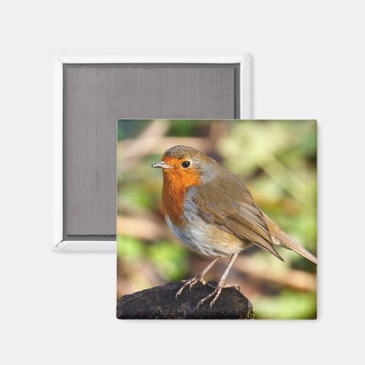 Robin Magnet (Voorkant / Achterkant)