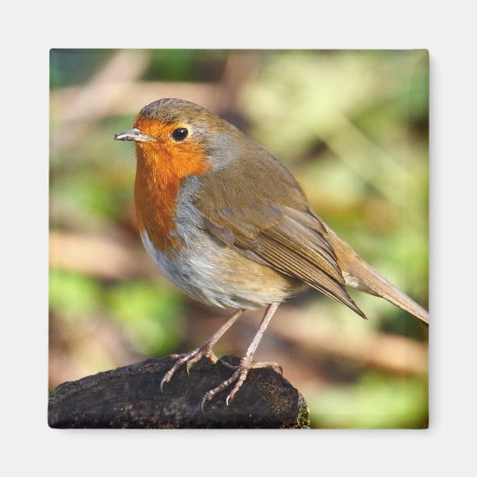 Robin Magnet (Voorkant)