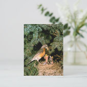 Robin met Chicks Briefkaart (Staand voorkant)