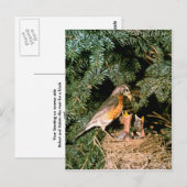 Robin met Chicks Briefkaart (Voorkant / Achterkant)