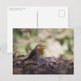 Robin Natuur Foto Briefkaart