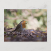 Robin Natuur Foto Briefkaart (Voorkant)