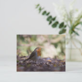Robin Natuur Foto Briefkaart (Staand voorkant)