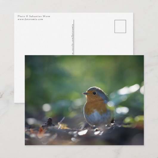 Robin Natuur Foto Briefkaart (Voorkant / Achterkant)